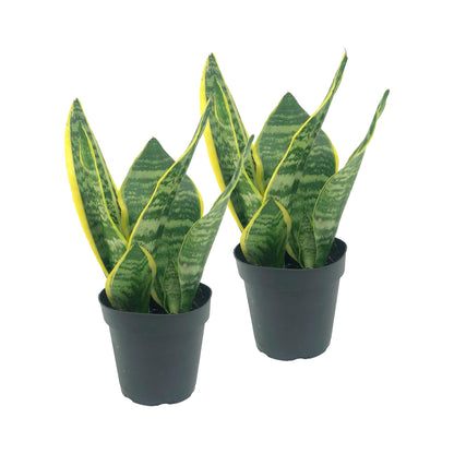 Live Snake Plant – Sansevieria Superba Trifasciata – ragnaroc Tropical Plant in 4” Pot +6” Plant Height - 2ct - Indoor House Plant in Pot, Potted Succulent Plant