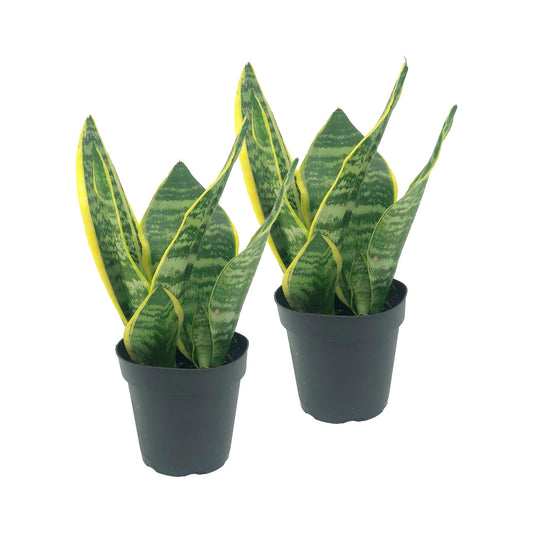 Live Snake Plant – Sansevieria Superba Trifasciata – ragnaroc Tropical Plant in 4” Pot +6” Plant Height - 2ct - Indoor House Plant in Pot, Potted Succulent Plant