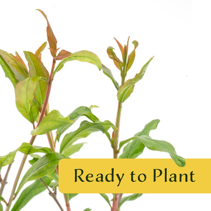 2 Pomegranate Wonderful Trees | Live Saplings in 2.5-inch Nursery Cubes | Punica Granatum 'Wonderful' Variety | Hardy Deciduous Trees and Shrubs | Red Fruit-Bearing Plant