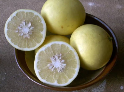 Florida only! Duncan Grapefruit Tree, 1 Gallon Tree, grafted 26-30" Tall