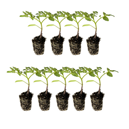 Tomato Starter Live Plug Plants 9 Plants – Heirloom & Hybrid: Brandywine Pink, Cherokee Purple, Mortgage Lifter, Yellow Pear, Better Boy Plus, Wonderstar Pink, Supersweet 100, Beefmaster, La Roma
