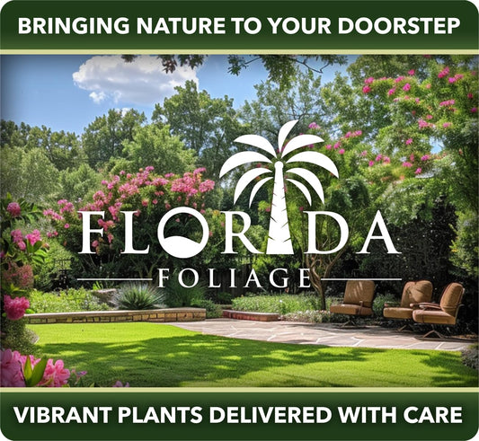 White Fountain Grass | 1 Extra Large Trade 3 Gallon Plants | Pennisetum alopecuroides | Elegant Outdoor Decor | Lush Foliage Accent