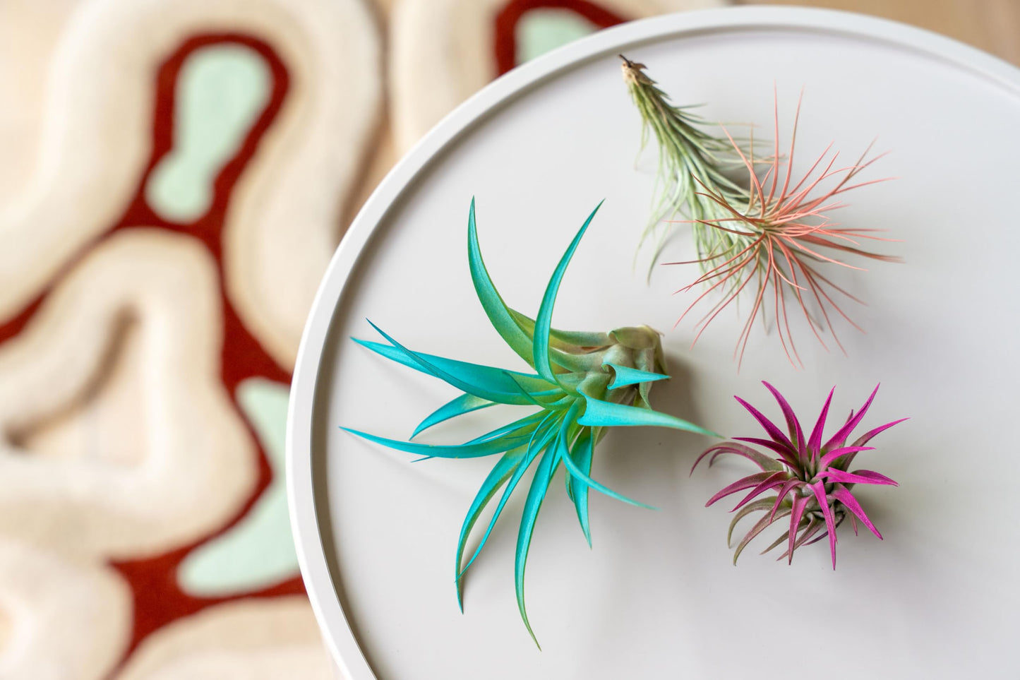 Colorful Mini Tillandsia Xerographica Air Plants in Custom Vibrant Tones - (Hawaiian Sunset, Pack of 3)