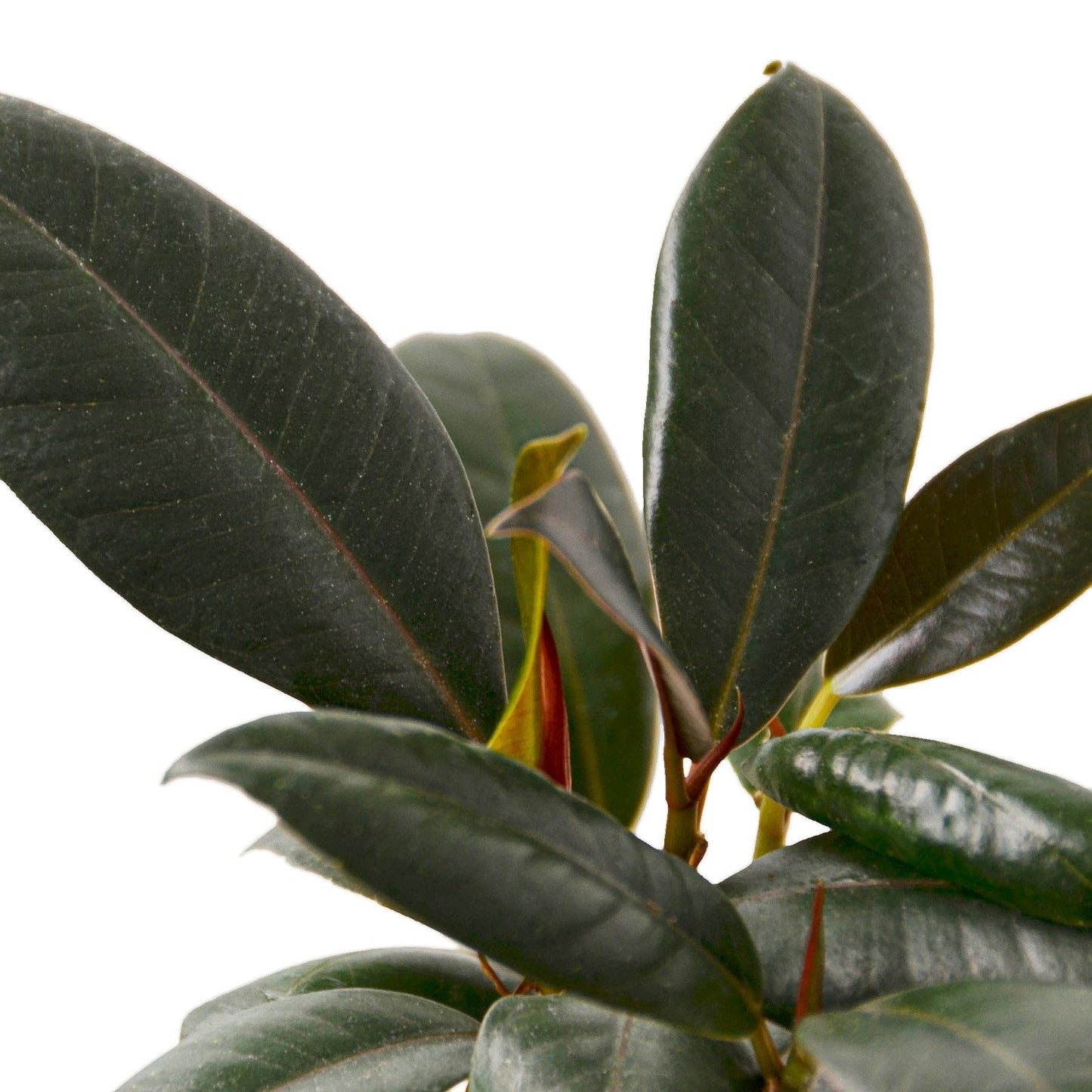 3 Pack Ficus Elastica 'Burgundy' in 6in Pot - Live Plants Tropical Houseplants | Variegated | USA Growers | The Snobby Leaf