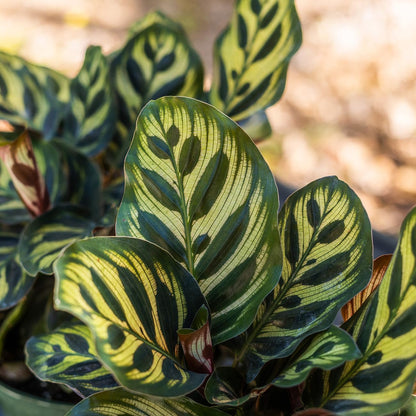 PERFECT PLANTS Peacock Calathea in a 6in. Midnight Blue Decor Pot | Beautiful Indoor Prayer Plant Variety | Unique Easy Care Houseplant