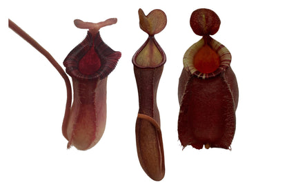 Set of 3 Nepenthes Carnivorous Pitcher Plants in 2” Pot (Briggsiana, Rebecca Soper, and Ventricosa X Ampullaria 'Black Miracle')