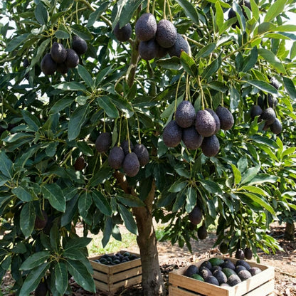 Super HASS Avocado Plant Live, Avocado Fruit Tree in 3 Gallon Pot, Cold Hardy Avocado Plant for Container or Garden, 1-2 Feet Tall, No Ship to CA