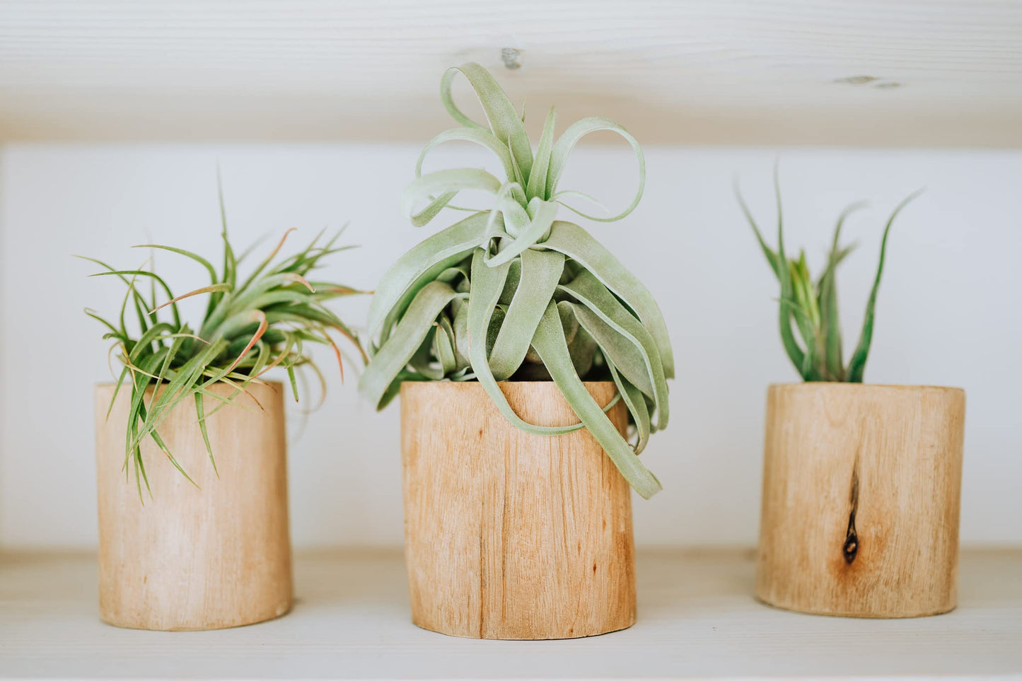 Medium Air Plants Streptophylla - Live Tillandsia Succulent House Plants - Available in Wholesale and Bulk - Home and Garden Decor - Easy Care Indoor and Outdoor Plant (Pack of 1)