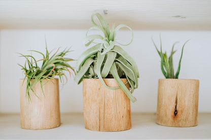 Medium Air Plants Streptophylla - Live Tillandsia Succulent House Plants - Available in Wholesale and Bulk - Home and Garden Decor - Easy Care Indoor and Outdoor Plant (Pack of 1)