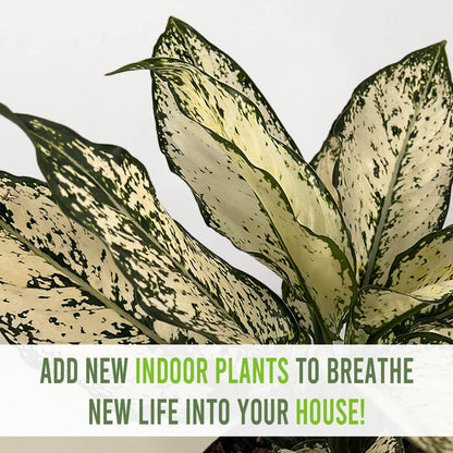 LEAL PLANTS ECUADOR Aglaonema Osaka|Chinese Evergreen | Low Maintenance Indoor Plant | Air-Purifying Evergreen Décor | Live Houseplant for Home & Office | Tropical Plants