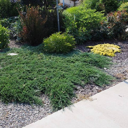 Juniper Bar Harbor - 2 Live Gallon Size Plants - Juniperus Horizontalis - Drought Tolerant Cold Hardy Evergreen Groundcover