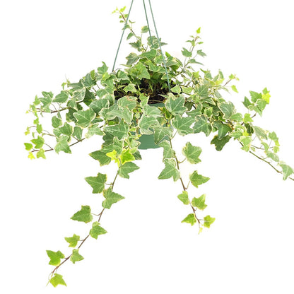 Glacier English Ivy (6 inch) - Air-Purifying Houseplants - 4/6 inch Unique Live Decorative Houseplants - Low-Maintenance Indoor Plants, House Warming Gift, Natural Air Purifier