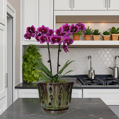 Grdthzey Ceramic Orchid Pots with Attached Saucer and Drainage Hole 6'' Orchid Planter (mossgreen)