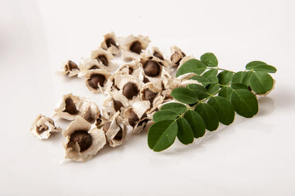 Moringa Tree Live 1 Moringa Plant with Free Moringa Seeds. Drumstick Tree - Miracle Tree - Malunggay - Easy to Grow - Herb - Vegetable - Nutrient-Dense