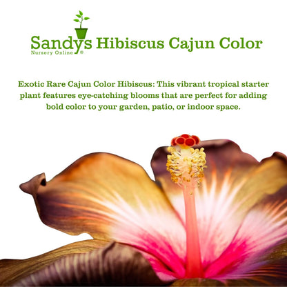 Hibiscus Cajun Color Live Plant – Tropical Flowering Shrub – BlackBerry Jam Starter Plant Hibiscus Hybrid for Garden or Patio – Exotic Flowers, Hibiscus Starter Plant