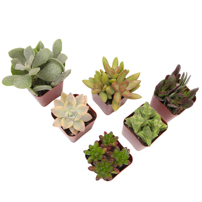 Live Succulents Plant Pack (6-Pack), Real Succulent Plants & Mini Plants for Beginners, Live House Plants, Mini Succulents, Outdoor & Indoor Plants, Live Plants in 2" Grower Pots by Plants for Pets