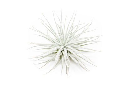 Large Tectorum Ecuador Air Plant - Live Tillandsia Succulent House Plants - Available in Wholesale and Bulk - Home and Garden Decor - Easy Care Indoor and Outdoor Plants (Large-1 PC)