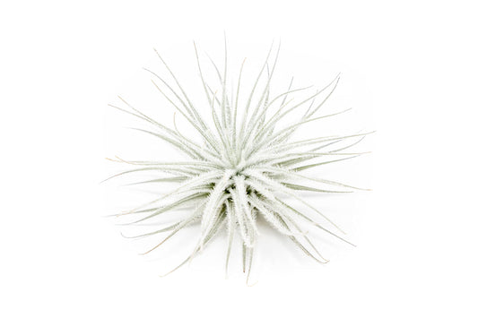 Large Tectorum Ecuador Air Plant - Live Tillandsia Succulent House Plants - Available in Wholesale and Bulk - Home and Garden Decor - Easy Care Indoor and Outdoor Plants (Large-1 PC)