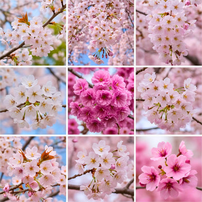 Cherry Blossoms Tree Live Plant, Flowering Cherry Blossom Perennial Bloom, 9 Months Old Trees, 6-12" in Tall