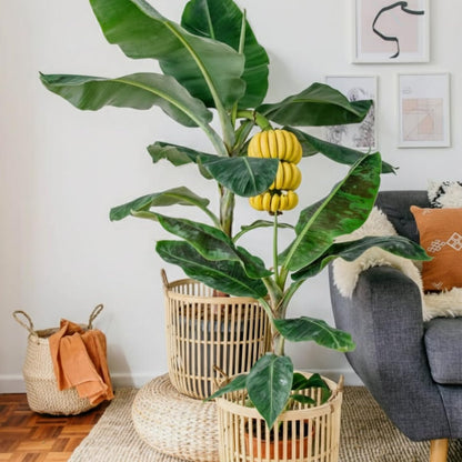 Dwarf Cavendish Banana Tree Live Plant, Well Rooted 4-8" Tall, Cold Hardy Tropical Banana Plant Live Well Rooted, Live Banana Fruit