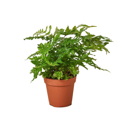 Autumn' Fern | Live Plant for Indoor & Outdoor | for Living Room, Office, Bathroom | (6" Pot)