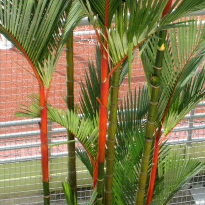 Live Palm Tree Plant in 3 Gallon Pot, Large Fully Rooted Size, Ready to Plant for Home Décor Indoor Outdoor Landscape, Rare Palm Trees, Red Lipstick Palm