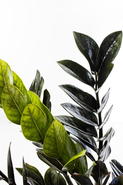 United Nursery Black ZZ Plant – 10-Inch Grower Pot – 24–26” Tall – Zamioculcas zamiifolia ‘Black’ – Low-Light, Easy-Care Indoor Plant with Glossy Dark Foliage – Modern Tropical Houseplant