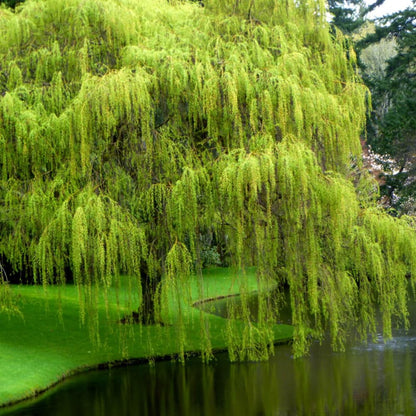 Set 2 Willow Plants Live Bare Root 1-2 Feet Tall, Dormant Willow Live Plants for Outdoor Garden Landscaping (Weeping Willow)