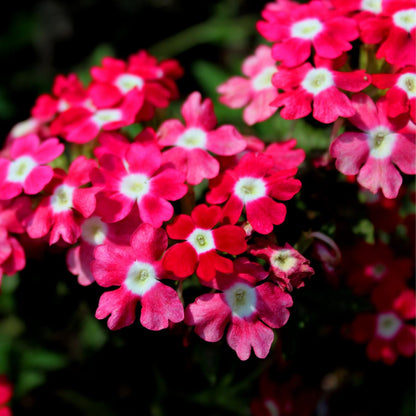 Set 2 Verbena Live Plants, Perennial Verbena Flowers, Long-Lasting, Hardy Flowering Plant for Planting (Pink)