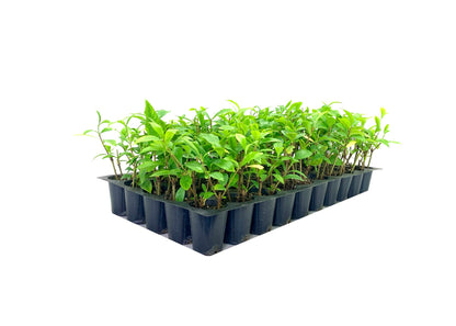 Gardenia August Beauty | 20 Live Plants | Gardenia Jasminoides | Beautiful Fragrant White Blooming Shrub