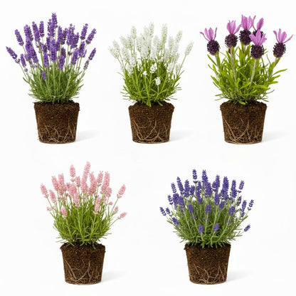 Pack 2 Lavender Live Plants 4-8 Inches, Hardy Fragrant Perennial Outdoor Herb Plant (Assorted Lavender)
