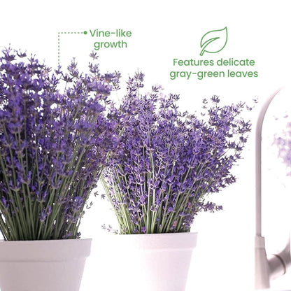American Plant Exchange English Lavender – 6-Inch with Pot – Live Fragrant Flowering Herb Plant, Edible Aromatic Greenery for Home, Garden, Patio, or Balcony Decor
