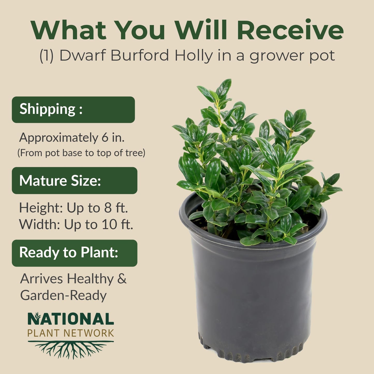 Holly Dwarf Burford Shrub – Compact Upright Evergreen Holly w/Small Showy White Flowers & Bright Red Berries for Formal Hedges & More - Grows Up to 10 ft in 1 Gal Grower Pot, USDA Zones 7–9, 1-Pack