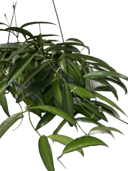 Hoya Wayetii Captivating Wax Plant - Air Purifing Live Plant - Hoya Plants Live Houseplants - Available in 2" Pot, 4" Pot and 6" Hanging Pot - Ships from CA (4" Pot, 2 Plants)