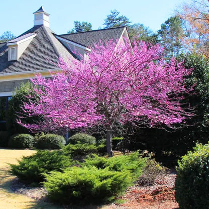 Eastern Redbud Tree Live Plant - 12-18 Inch Tall in Quart Pot, Redbud Live Trees, Beautiful Spring Pink Blossoms, Low-Maintenance Starter Tree for Outdoor Landscaping