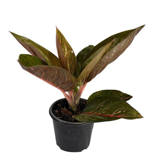 LEAL PLANTS ECUADOR Aglaonema Siam| Live Chinese Evergreen Indoor Plant | Natural Décor & Air-Purifying Evergreen | Elegant Low-Maintenance Houseplants for Home or Office | Colorful Plant