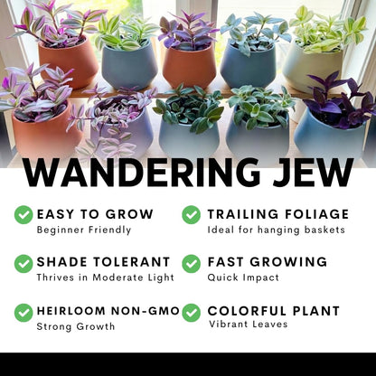 Pink Pony Club Wandering Jew Cuttings for Growing (2 Pack) – Vibrant Pink & Purple Variegated Houseplant – Easy to Grow Indoor Trailing Plant, Tradescantia (2Cuttings)