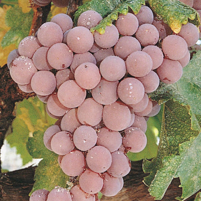 GURNEY'S - Tickled Pink Grape Vine Dormant Bareroot Fruit Bearing Starter Plant - Due to restrictions Can't Ship to CA, ID, OR, or WA