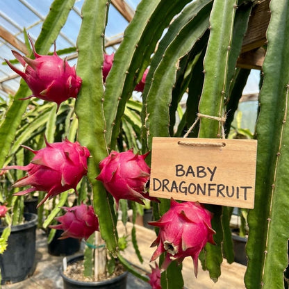 Set 3 Baby Dragon Fruit Plants Live, Sweet Dragon Fruit Plant, Yellow Fruits Tree Starter 3-7 Inches Tall, Tropical Plant for Indoor Outdoor