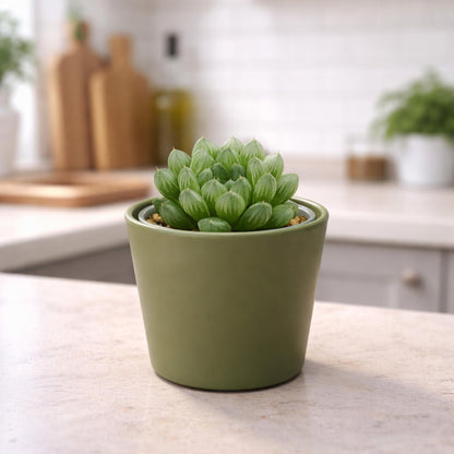 Phoenix Vine 3.5 Inch Olive Plastic Cachepot with Clear Nursery Pot, Decorative Lightweight Planter Cover with Transparent Inner Pot for Indoor Houseplants, Pack of 8, 24-A-F-8