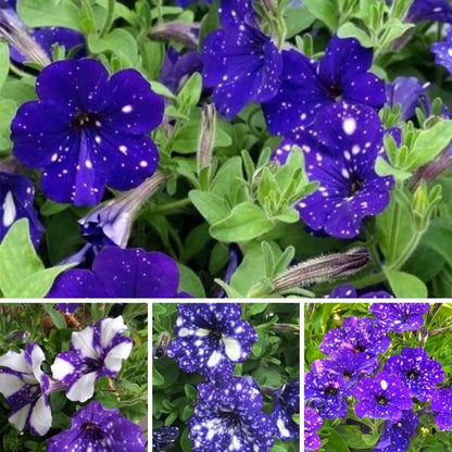 Set 2 Petunias Plants Live, 5-9 Inches Tall, Petunia Flowers Seedlings, Petunias Live Plant for Home Garden, Vibrant Tropical Blooms (Night Sky Petunias)