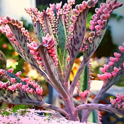 2 Kalanchoe Pink Butterfly Plants Live Indoor Outdoor 2 Inch Pot, Pink Kalanchoe Succulent Mother of Thousands Plant Live