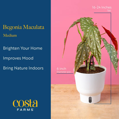 Costa Farms Begonia Maculata Live Plant in Self Watering Pot, Indoor Houseplant, Perfect for Home, Room, or Office Decor, Great House Warming or Birthday Gift, 12-18 Inches Tall