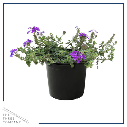 Live Verbena - Purple - Creeping/Trailing Perennial - Healthy Spring Plant - 10" Tall by 6" Wide in 2.5 Qt Pot