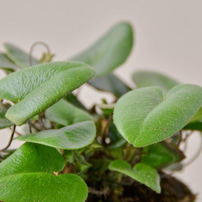 Fern 'Heart' | Live Plant for Indoor & Outdoor | for Living Room, Office, Bathroom | (6" Pot)