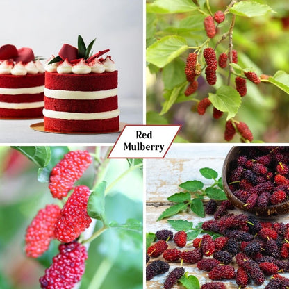 Red Mulberry Fruit Plant Live 6-8 Inches Tall, Sweet Mulberry Live Plant for Planting Outdoor Garden