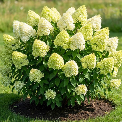 Light Lime to Pink Cream Hydrangea Plant Live Tree, Rare Color, 4" Pot, Perennial and Hardy Blooming Shrub for Garden Spring Planting