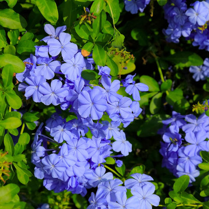 Pack 3 Blue Plumbago Plants, 4-7" Tall Live Blue Plumbago Starter Plant, Flowering Shrub for Garden Containers