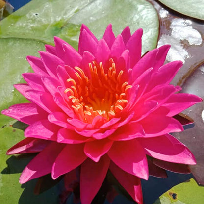 3 Pre-Grown Hardy & Tropical Waterlilies Rhizomes Live Tuber in Yellow, Red, Blue Flower for Indoor-Outdoor Pond Decoration