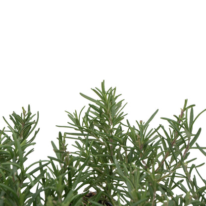 3 Tuscan Blue Rosemary, Live Plants – Rosmarinus Officinalis – Hardy & Fragrant Herb in 2.5” Nursery Pots – Grows Up to 5 Ft, Easy to Maintain, Great for Cooking, Landscaping & Aromatherapy